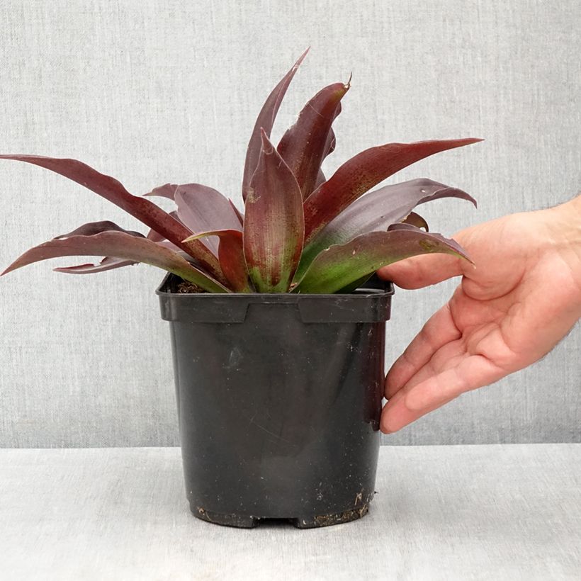 Exemplaar van Mangave Purple passion Pot van 3 l/4 l zoals geleverd in de zomer