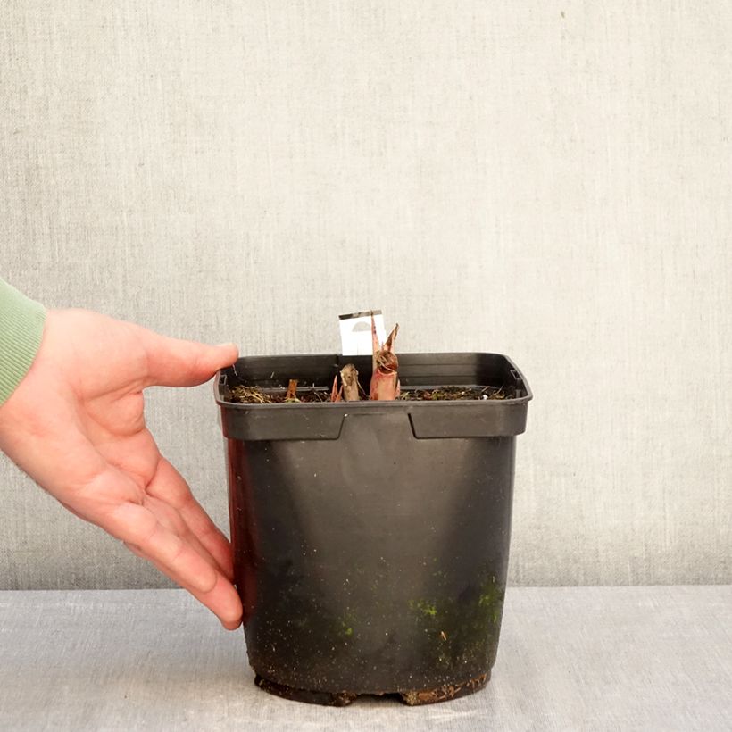 Exemplaar van Mangave Purple passion Pot van 3 l/4 l zoals geleverd in de winter