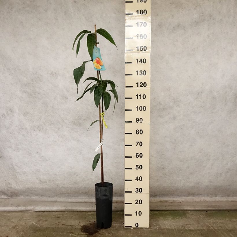 Exemplaar van Mango - Mangifera indica Pot van 6 l/7 l zoals geleverd in de herfst