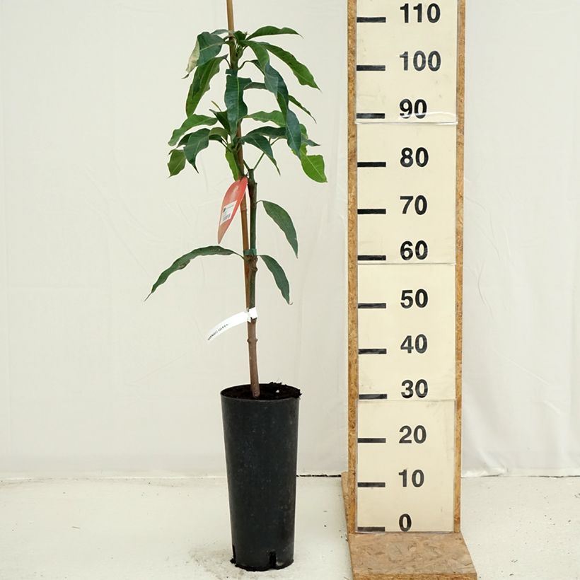 Exemplaar van Mangoboom Irwin Pot van 6 l/7 l zoals geleverd in de zomer