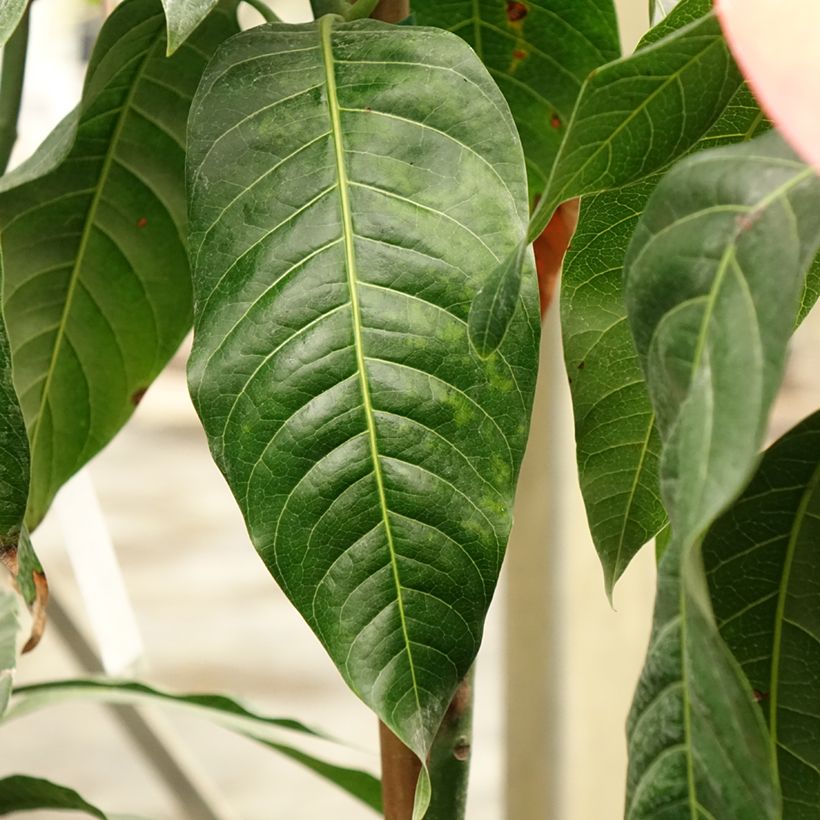 Mangoboom Keitt (Blad)