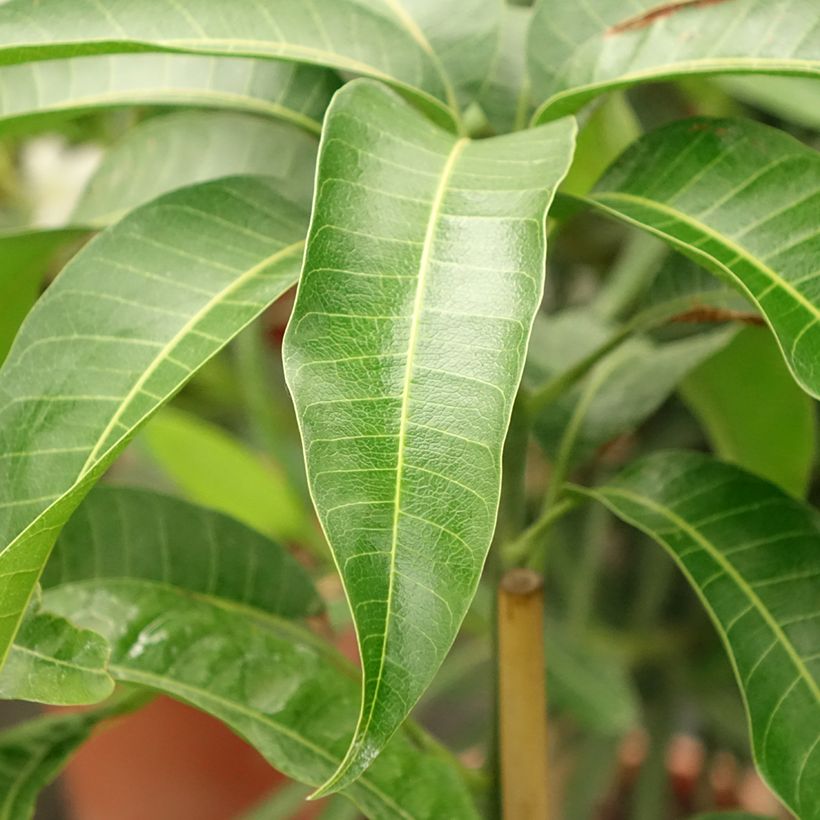 Mangoboom Kent (Blad)