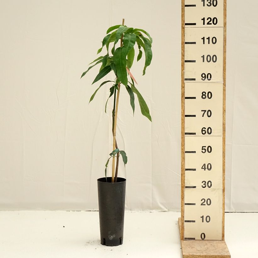 Exemplaar van Mangoboom Kent Pot van 6 l/7 l zoals geleverd in de lente