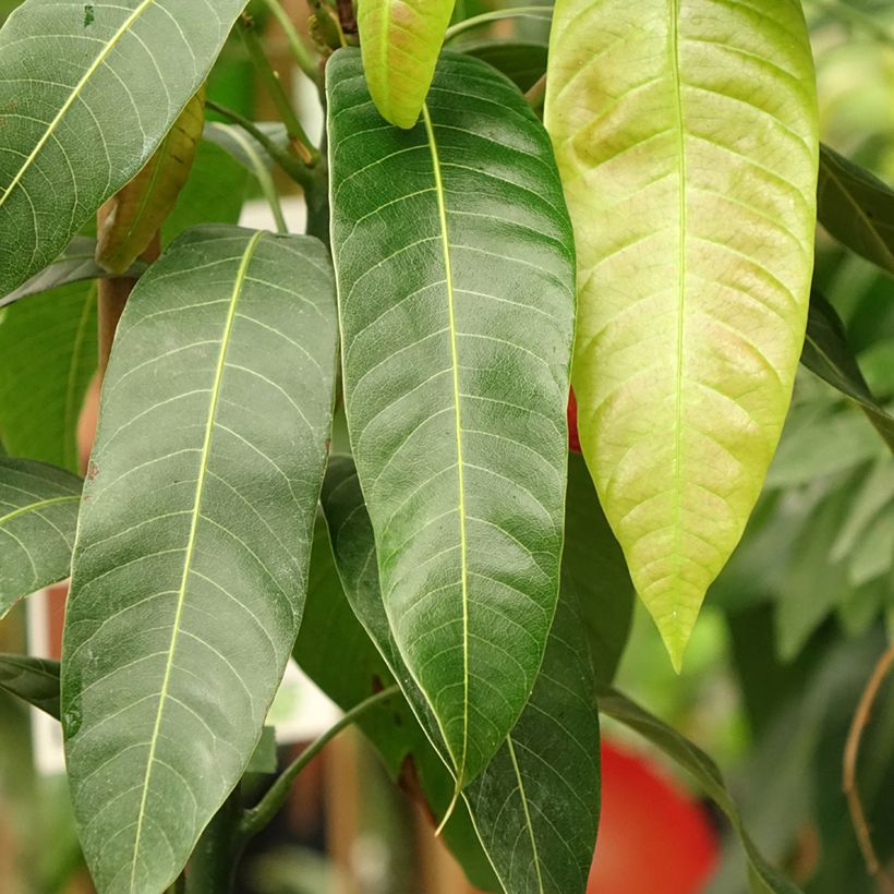Mangoboom Osteen (Blad)