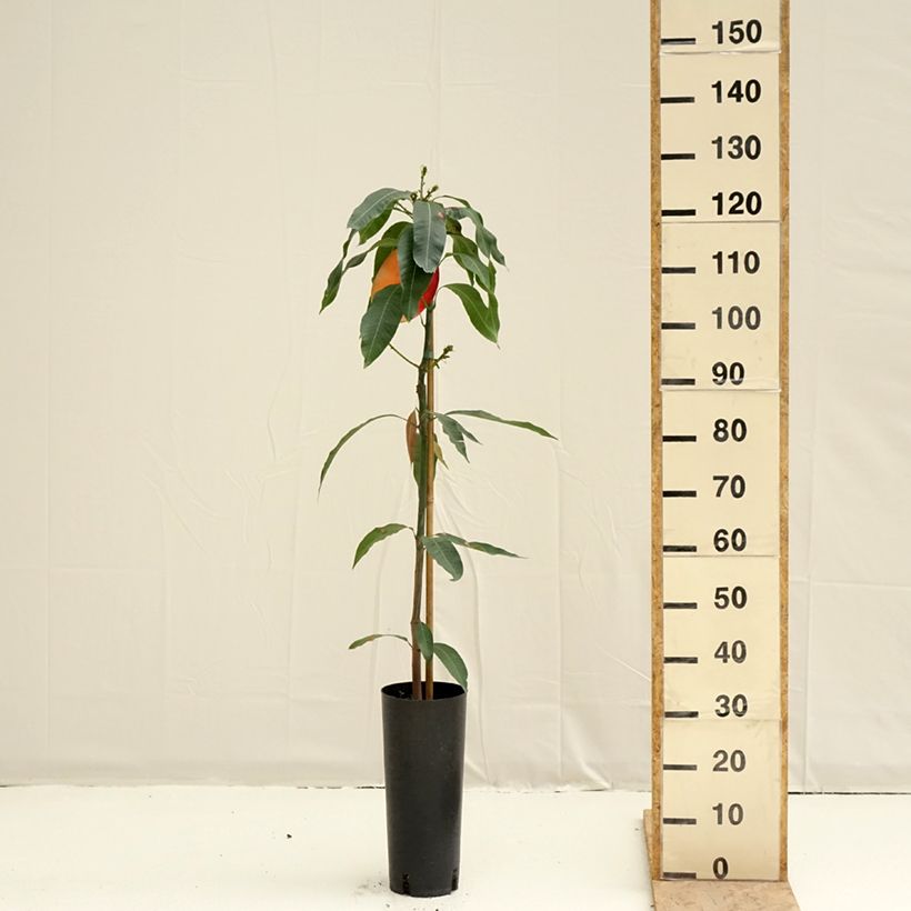 Example of Mangoboom Osteen Pot van 6 l/7 l as you get in printemps