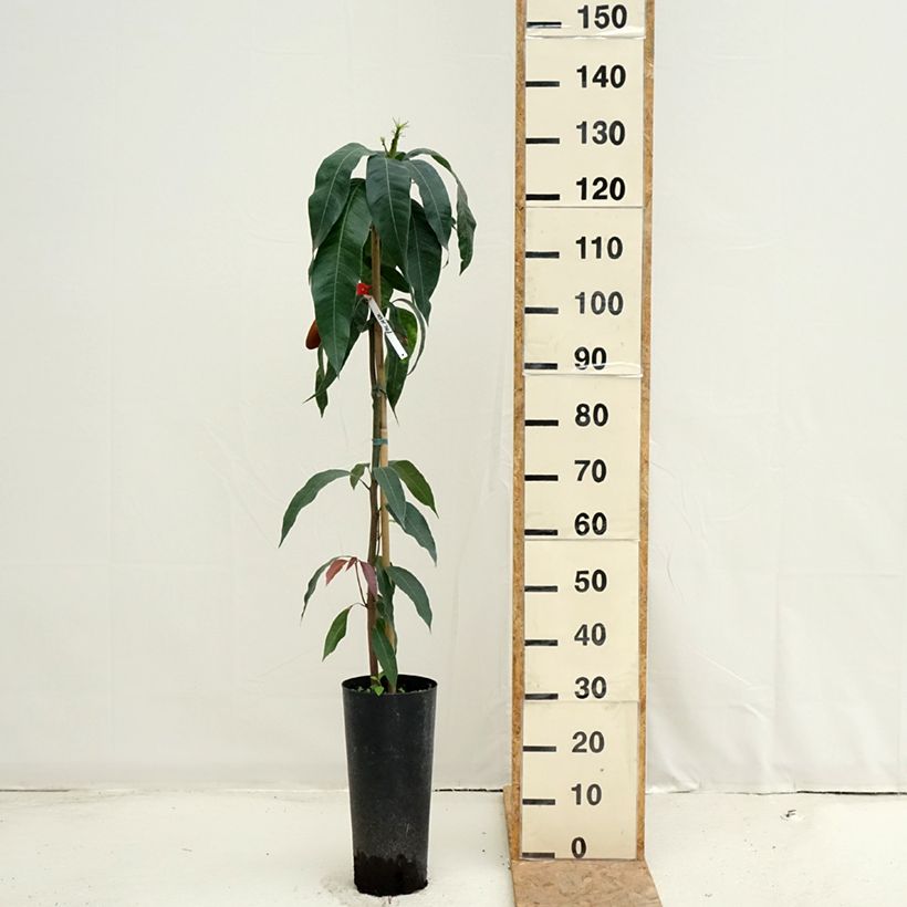 Exemplaar van Mangoboom Palmer Pot van 6 l/7 l zoals geleverd in de zomer