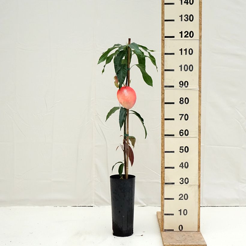 Exemplaar van Mangoboom Palmer Pot van 6 l/7 l zoals geleverd in de lente