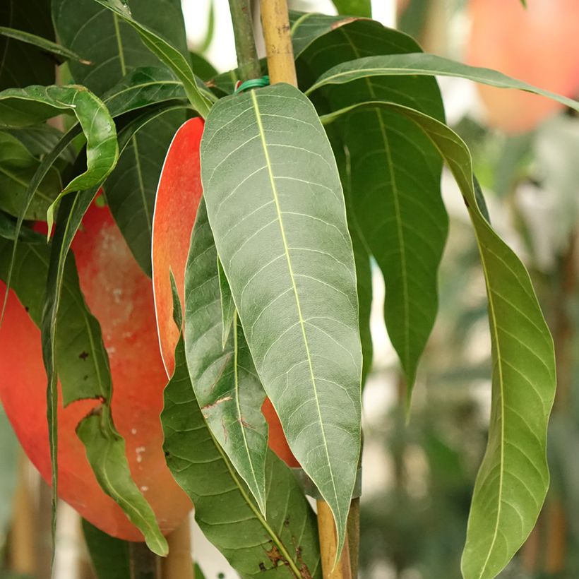 Mangoboom Tommy Atkin (Blad)