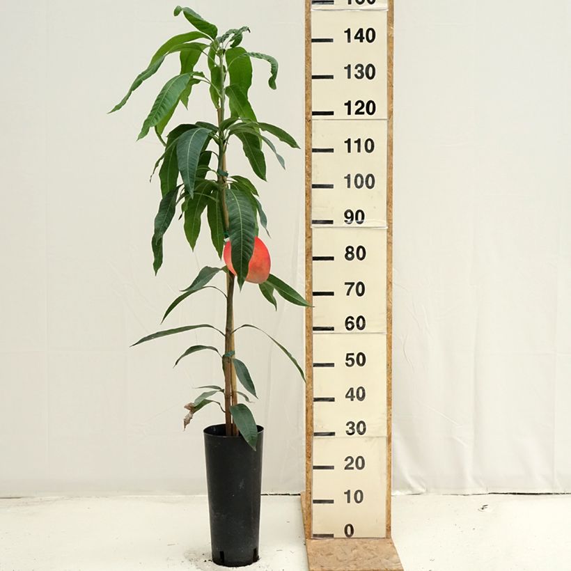Exemplaar van Mangoboom Tommy Atkin Pot van 6 l/7 l zoals geleverd in de zomer