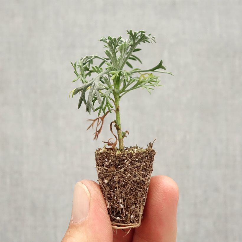 Exemplaar van Rhodanthemum hosmariense Flirt (plugplanten) - Marokkaanse margriet Mini-mot Ø 3/4 cm zoals geleverd in de herfst