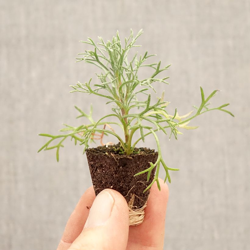 Exemplaar van Rhodanthemum hosmariense Flirt (plugplanten) - Marokkaanse margriet Mini-mot Ø 3/4 cm zoals geleverd in de lente