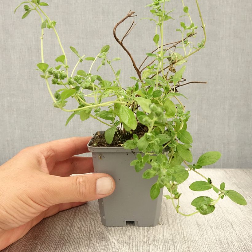 Exemplaar van Echte marjolein pizza - Origanum majorana Kweekpotje van 8/9 cm zoals geleverd in de zomer