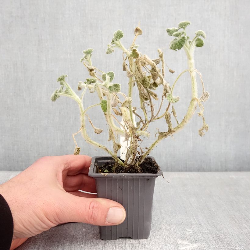 Exemplaar van Marrubium supinum - Marrube couché Kweekpotje van 8/9 cm zoals geleverd in de winter