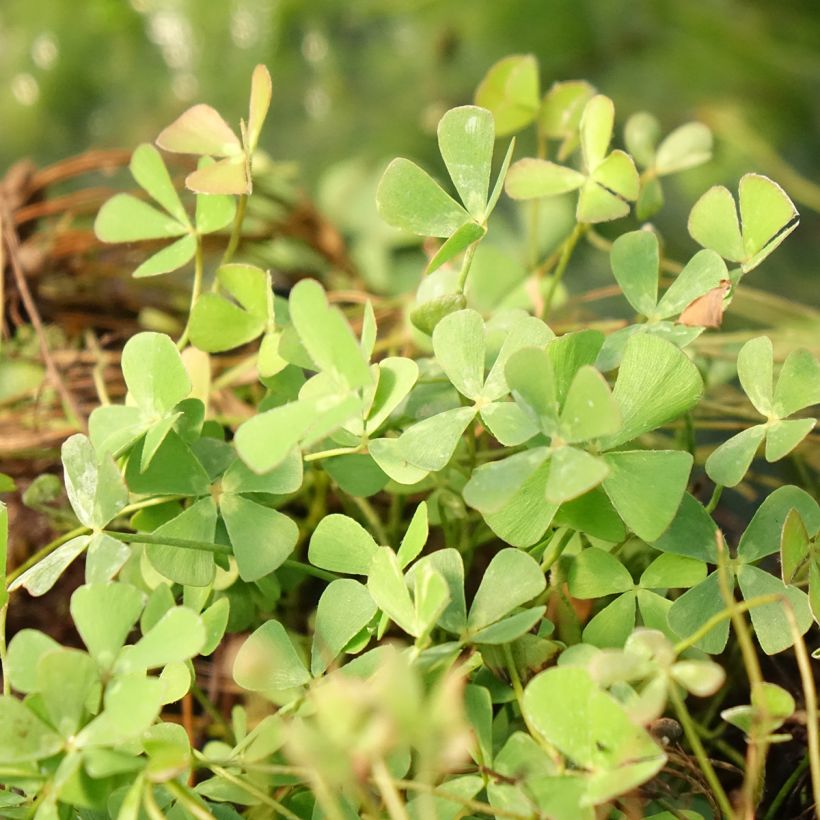 Marsilea quadrifolia - Klaverbladvaren (Blad)