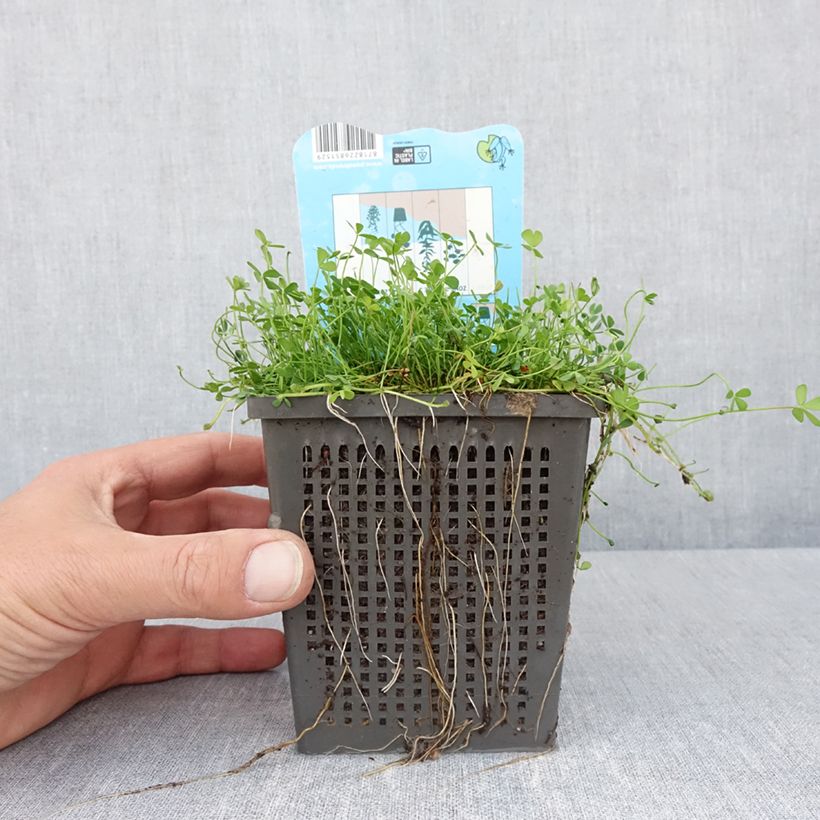 Exemplaar van Marsilea quadrifolia - Klaverbladvaren Pot van 1 l/1,5 l zoals geleverd in de lente