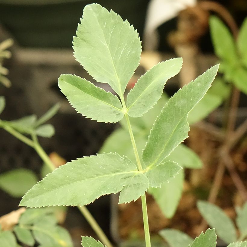 Mathiasella bupleuroides Green Dream - Schermbloem (Blad)