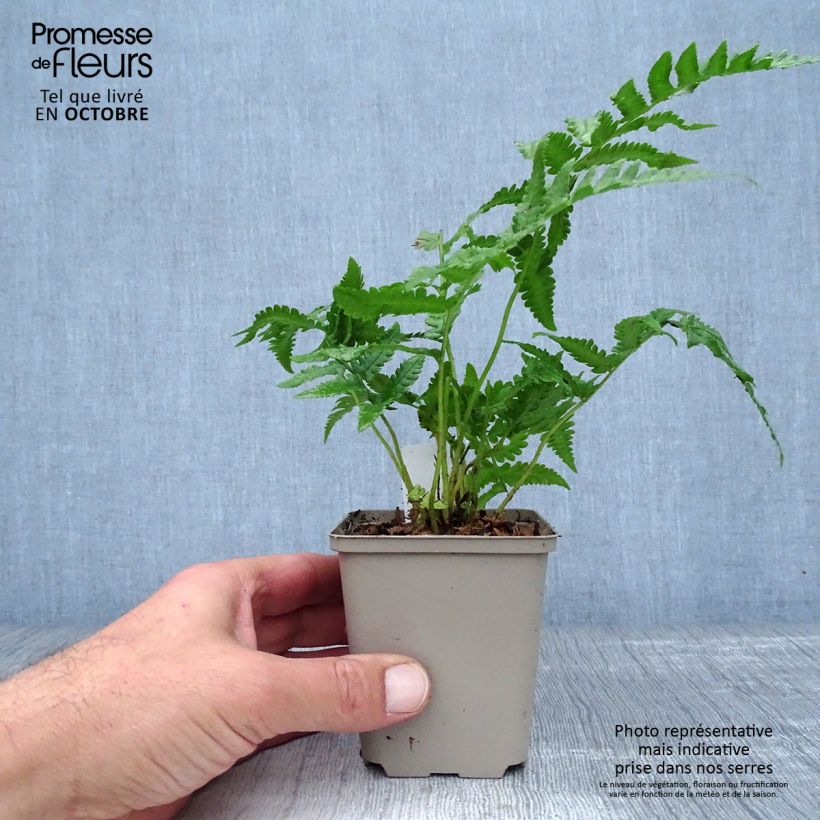 Exemplaar van Matteuccia orientalis - Oosterse struisvaren Kweekpotje van 8/9 cm zoals geleverd in de herfst