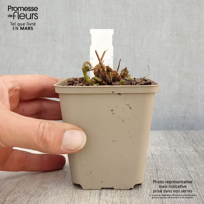 Exemplaar van Matteuccia orientalis - Oosterse struisvaren Kweekpotje van 8/9 cm zoals geleverd in de lente