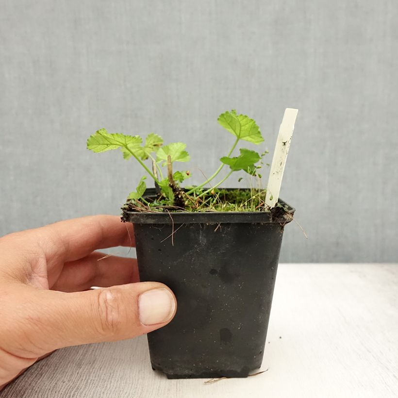 Exemplaar van Malva moschata Alba - Muskuskaasjeskruid Kweekpotje van 7/8 cm zoals geleverd in de zomer
