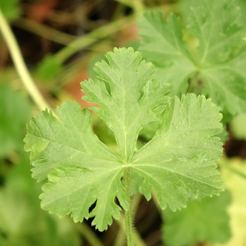 Malva moschata Rosea - Muskuskaasjeskruid (Blad)