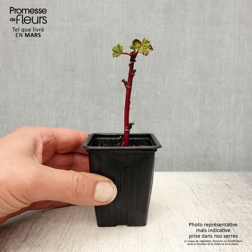 Exemplaar van Malva sylvestris - Groot kaasjeskruid Kweekpotje van 7/8 cm zoals geleverd in de lente