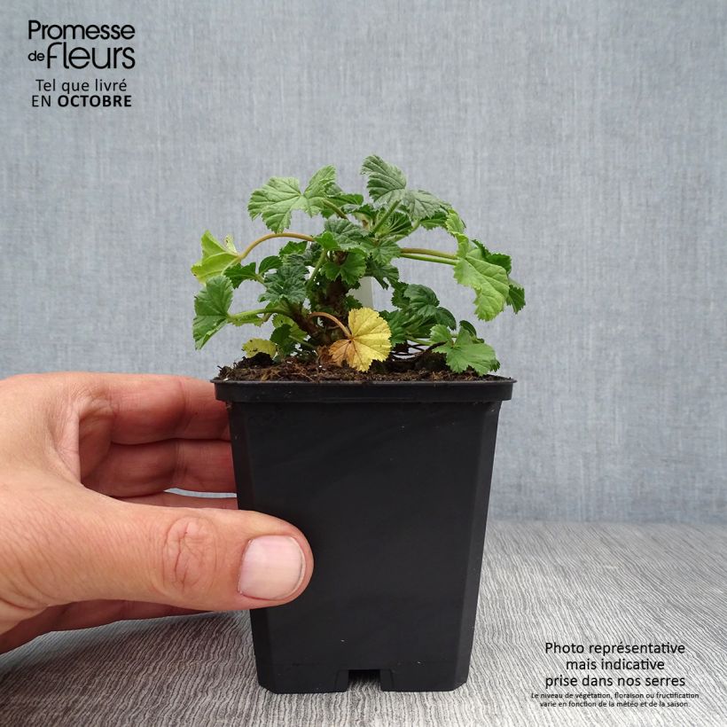 Exemplaar van Malva sylvestris Primley Blue - Groot kaasjeskruid Kweekpotje van 8/9 cm zoals geleverd in de herfst