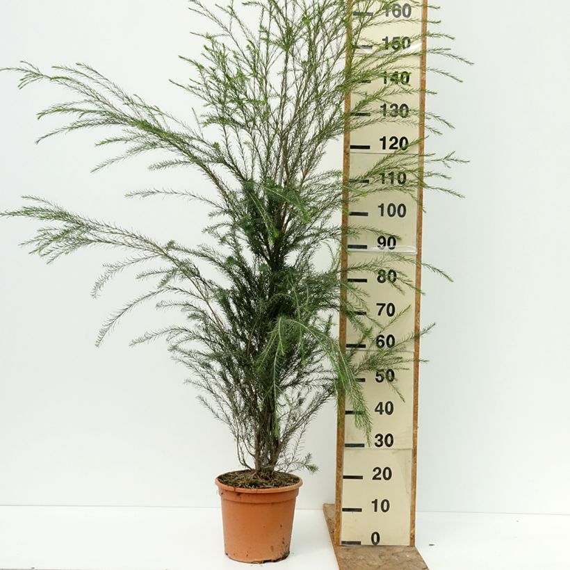 Exemplaar van Melaleuca alternifolia - Theeboom Pot van 7,5 l/10 l zoals geleverd in de zomer