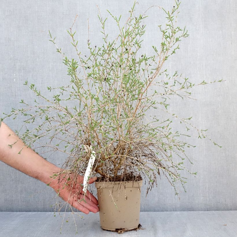 Exemplaar van Melaleuca gibbosa - Theeboom Pot van 2 l/3 l zoals geleverd in de zomer