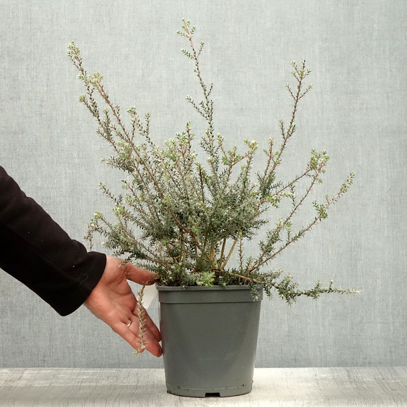 Exemplaar van Melaleuca squamea - Theeboom Pot van 3 l/4 l zoals geleverd in de herfst