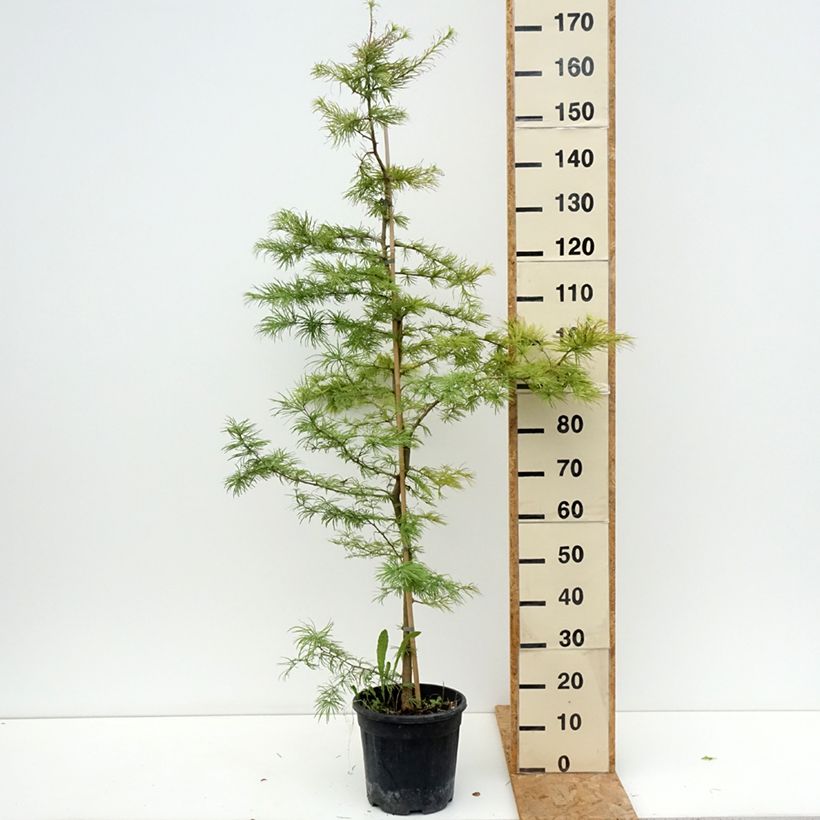 Exemplaar van Pseudolarix amabilis - Goudlork Pot van 7,5 l/10 l zoals geleverd in de zomer