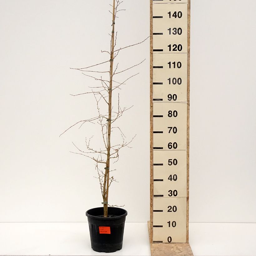 Exemplaar van Mélèze de Chine - Pseudolarix amabilis Pot de 7,5L/10L zoals geleverd in de winter