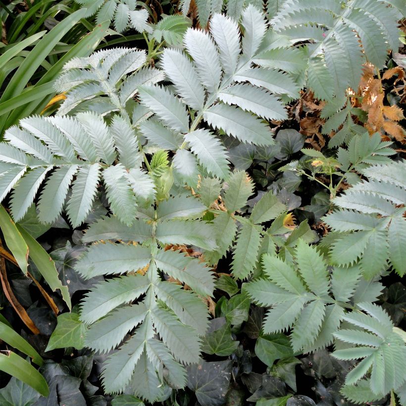 Melianthus major - Grote honingbloem (Blad)