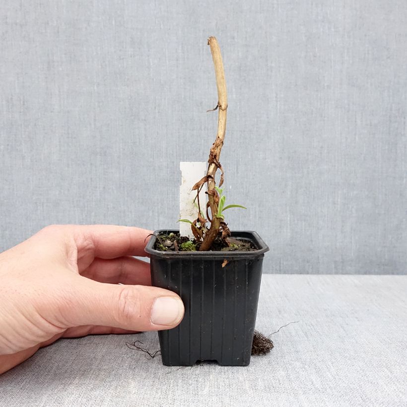 Exemplaar van Melianthus major - Grote honingbloem Kweekpotje van 8/9 cm zoals geleverd in de lente