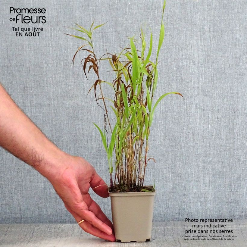 Exemplaar van Melica altissima Atropurpurea - Parelgras Kweekpotje van 8/9 cm zoals geleverd in de zomer