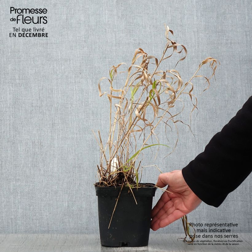Exemplaar van Melica altissima Atropurpurea - Parelgras Pot van 2 l/3 l zoals geleverd in de herfst