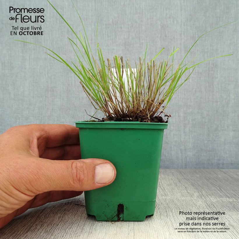 Exemplaar van Melica ciliata - Wimperparelgras Kweekpotje van 8/9 cm zoals geleverd in de herfst