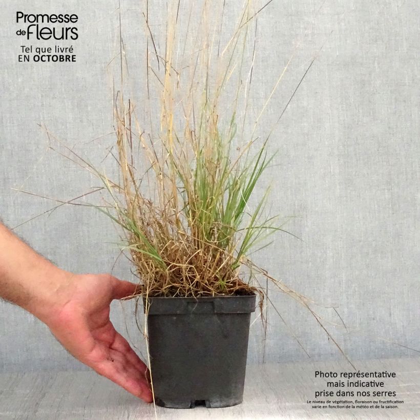 Exemplaar van Melica ciliata - Wimperparelgras Pot van 2 l/3 l zoals geleverd in de herfst