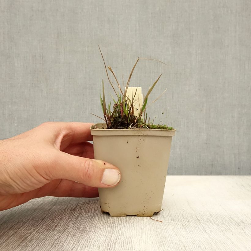 Exemplaar van Melica nutans - Knikkend parelgras Kweekpotje van 8/9 cm zoals geleverd in de herfst