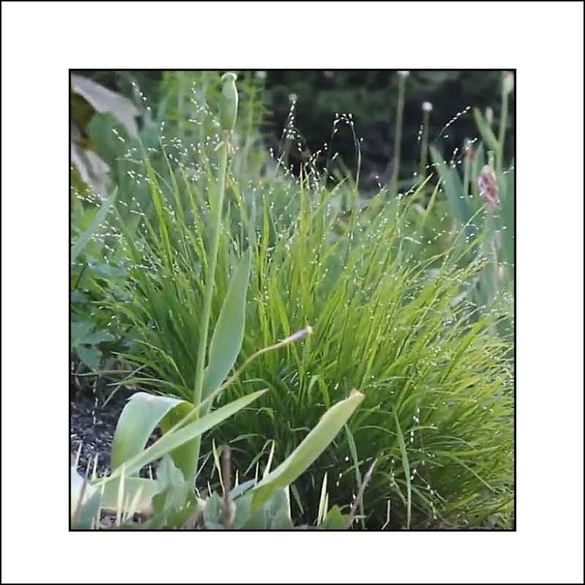 Melica uniflora albida - Eenbloemig parelgras (Blad)