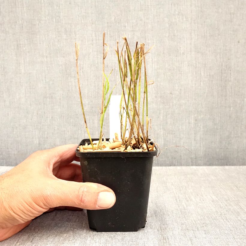 Exemplaar van Melica uniflora albida - Eenbloemig parelgras Kweekpotje van 8/9 cm zoals geleverd in de herfst