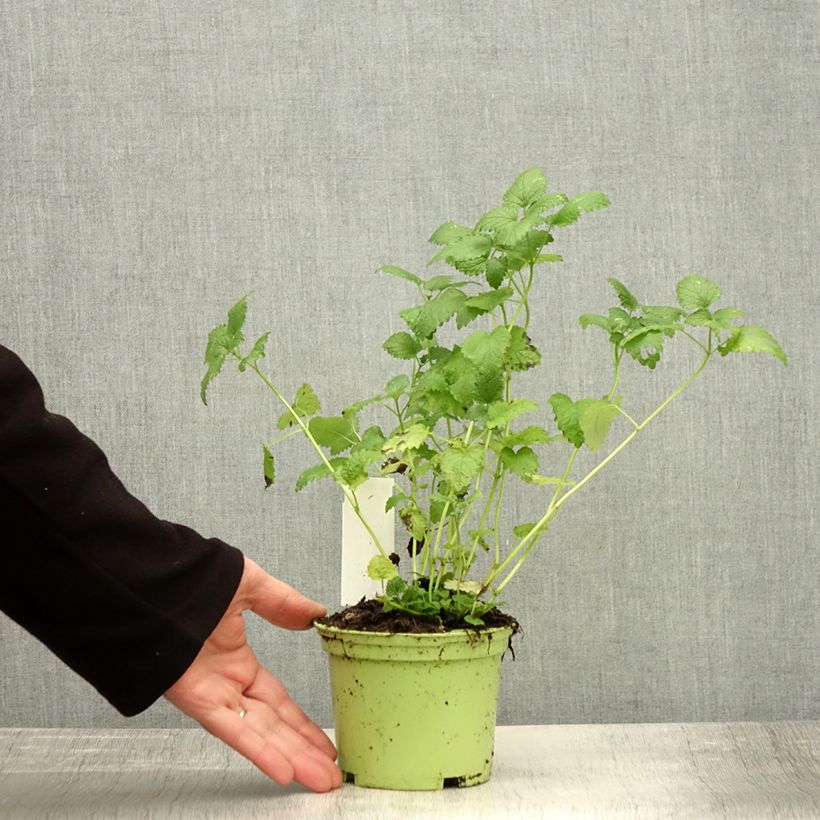 Exemplaar van Citroenmelisse - Melissa officinalis Pot van 1,5 l/2 l zoals geleverd in de herfst