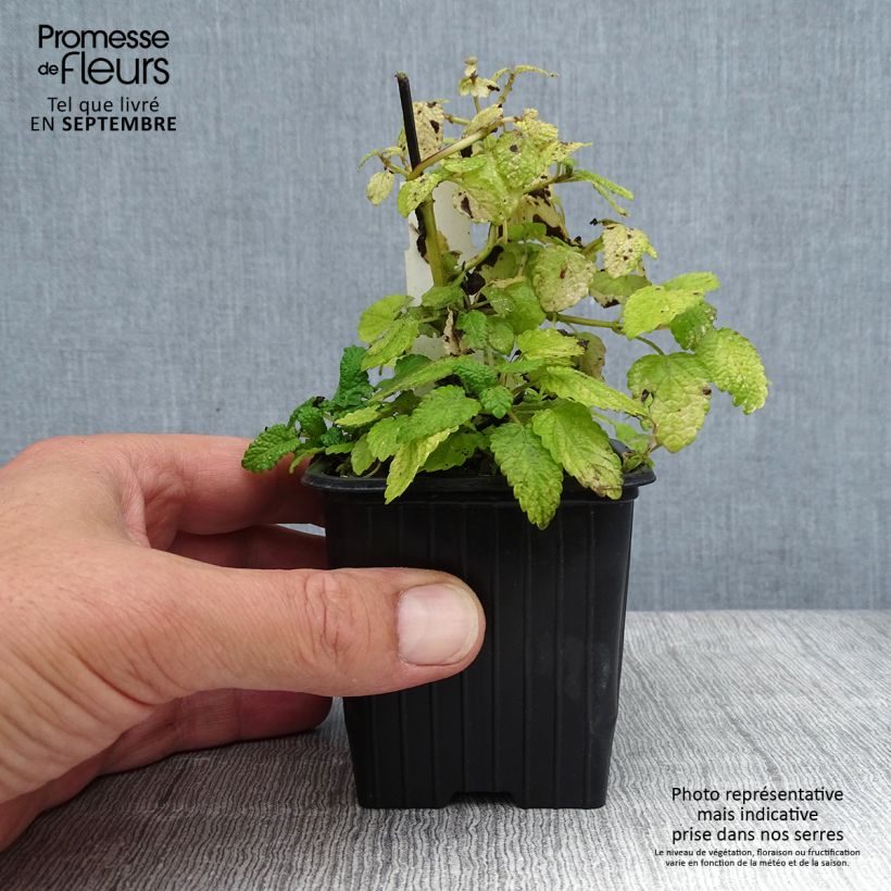 Exemplaar van Melissa officinalis Aurea - Citroenmelisse Kweekpotje van 8/9 cm zoals geleverd in de zomer