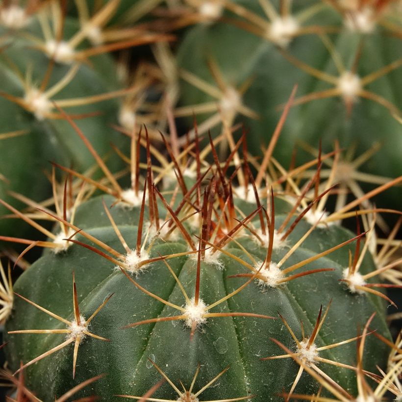Melocactus azureus - Meloencactus (Blad)