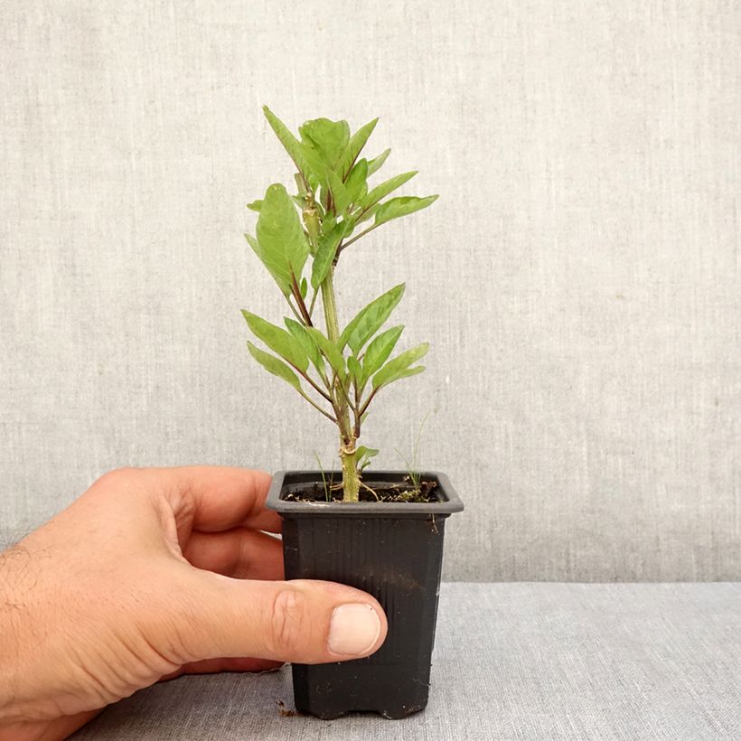 Exemplaar van Meloenpeer - Solanum muricatum Kweekpotje van 7/8 cm zoals geleverd in de herfst