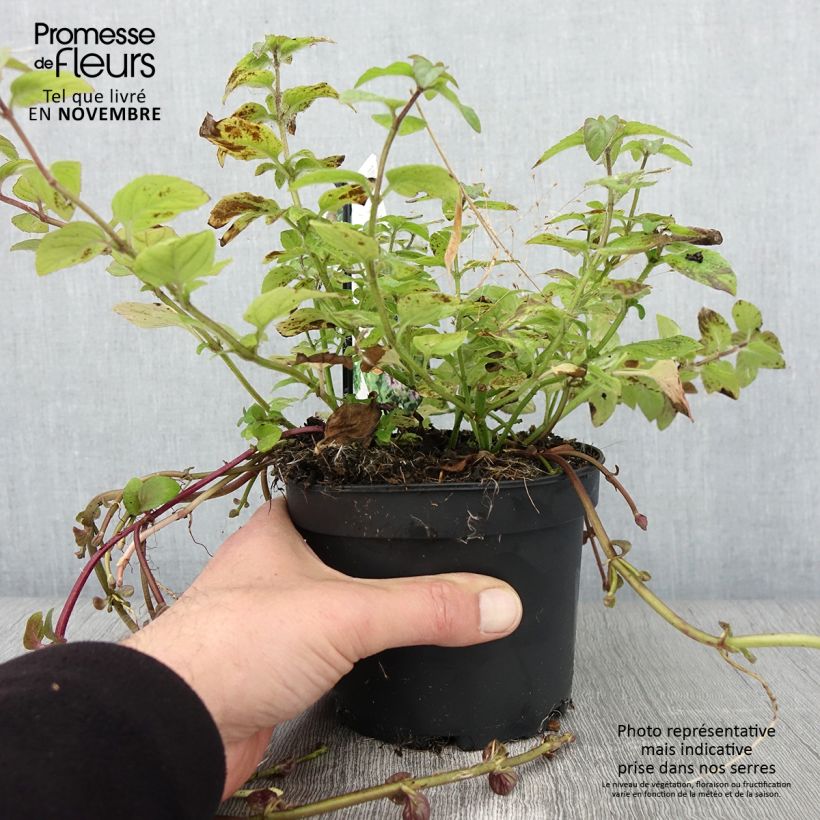 Exemplaar van Watermunt - Mentha aquatica Pot van 1,5 l/2 l zoals geleverd in de herfst