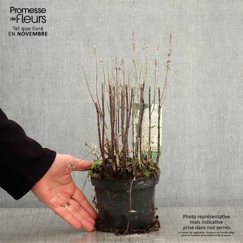 Exemplaar van Mentha asiatica Var Asiatica - Aziatische munt Pot van 1,5 l/2 l zoals geleverd in de herfst