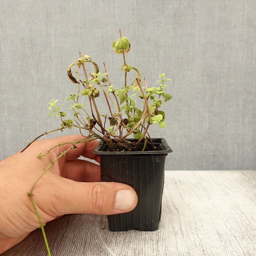 Exemplaar van Bananenmunt Banana BIO - Mentha arvensis Banana Kweekpotje van 8/9 cm zoals geleverd in de zomer