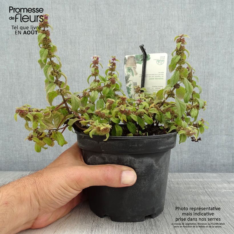 Exemplaar van Bananenmunt - Mentha arvensis Pot van 1,5 l/2 l zoals geleverd in de zomer