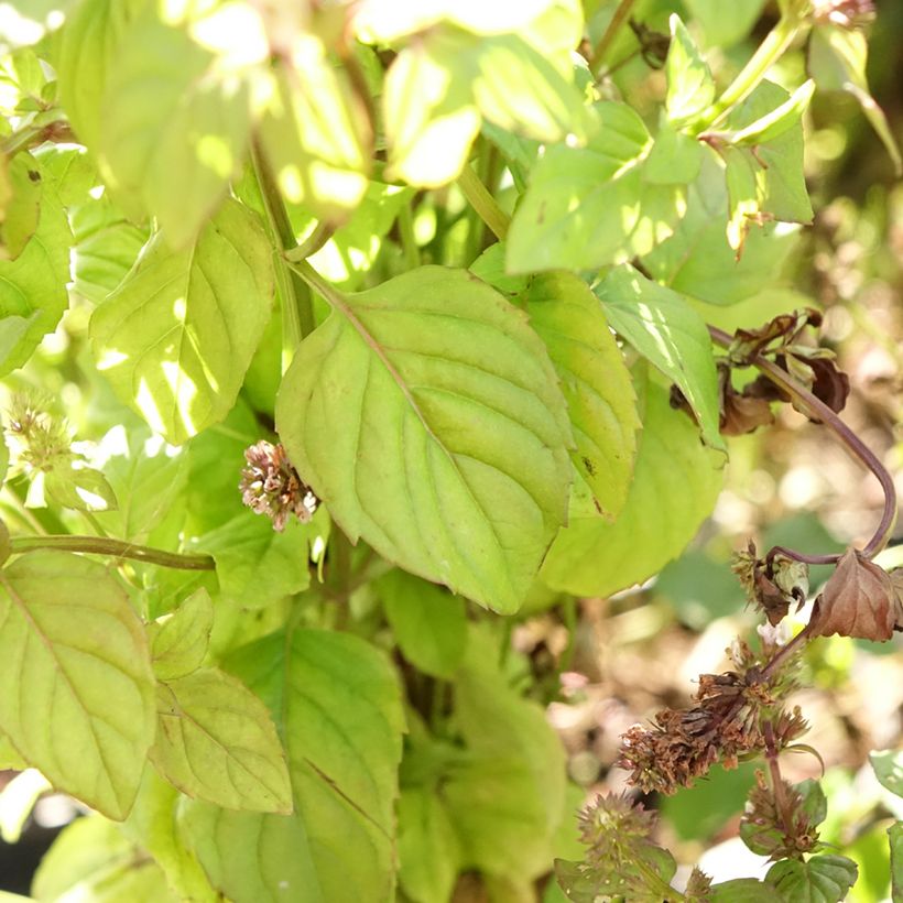 Bergamotmunt BIO - Mentha citrata (Blad)