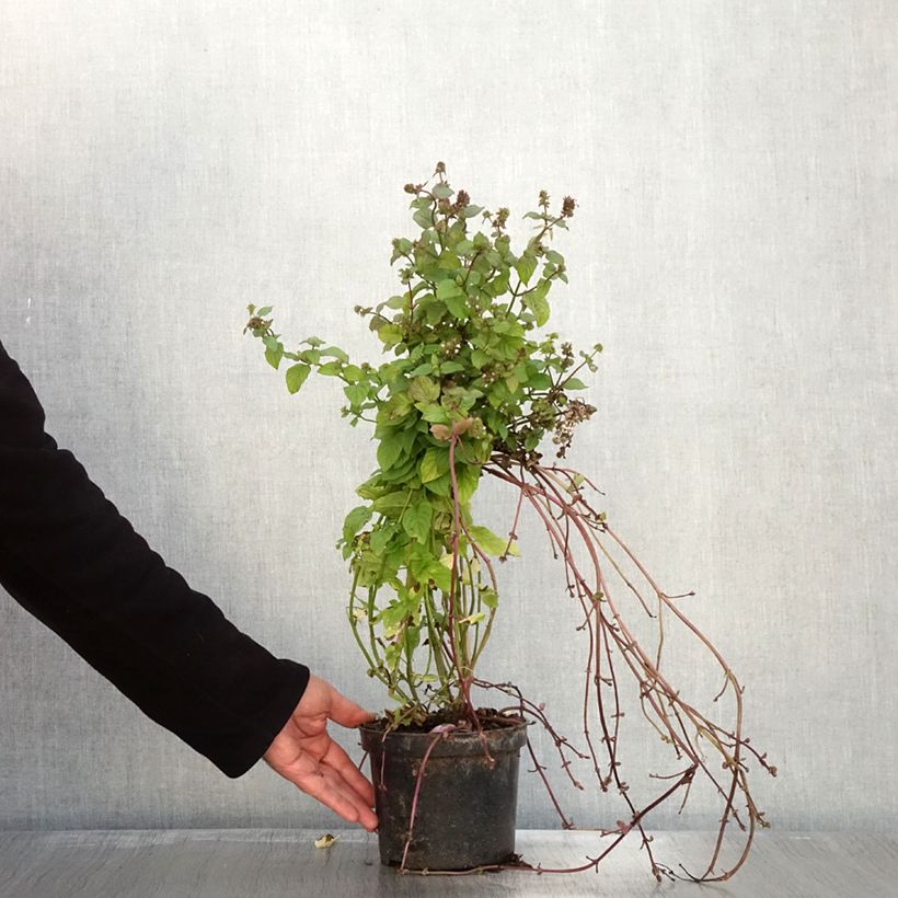 Exemplaar van Bergamotmunt BIO - Mentha citrata Pot van 2 l/3 l zoals geleverd in de herfst